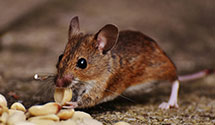 24 Hour & Emergency Exterminators in Mangum, OK